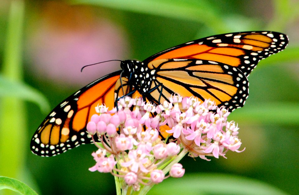 Monarch Butterfly on Swamp Milkweed photo