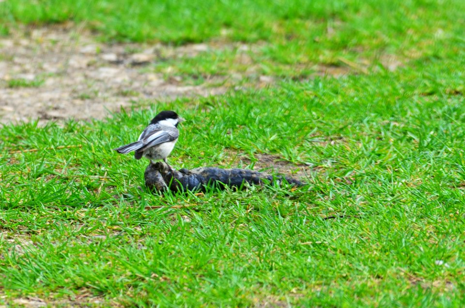 Black-capped Chickadee