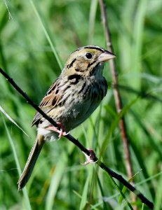 Henslow's sparrow photo