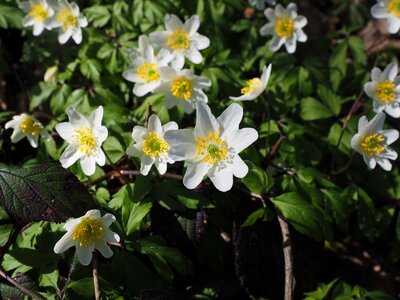Flower white anemone nemorosa