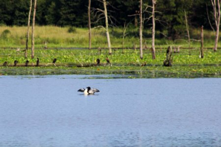 Common Loon photo