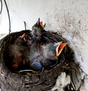 Three young robins in a nest photo