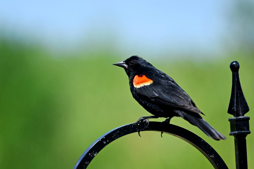 Red-winged blackbird