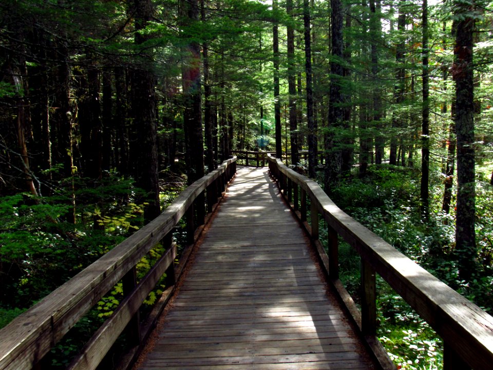 Trail of Two Forests in WA