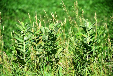 Common Milkweed