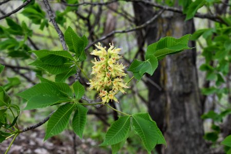 Ohio Buckeye (Aesculus glabra)