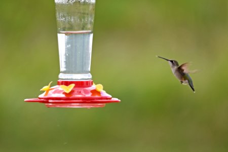 Ruby-throated hummingbird photo