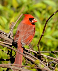 Northern Cardinal in DeWitt, MI