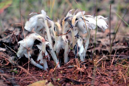 Indian Pipe
