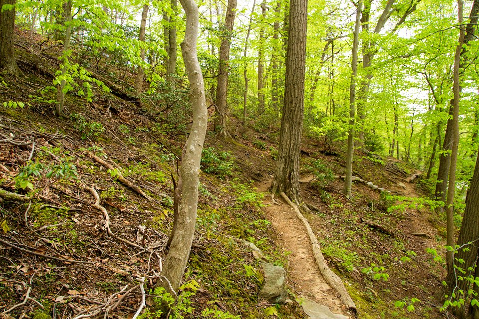 Trail through Oak - Beech / Heath Forest