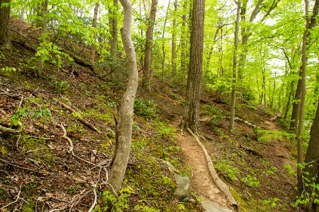 Trail through Oak - Beech / Heath Forest