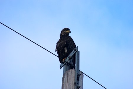 Immature Bald Eagle photo