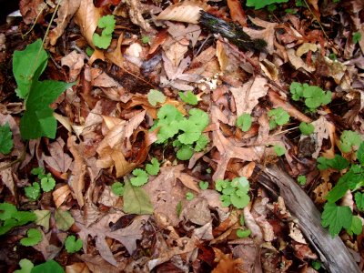 Ground-ivy / Gill-over-the-ground photo