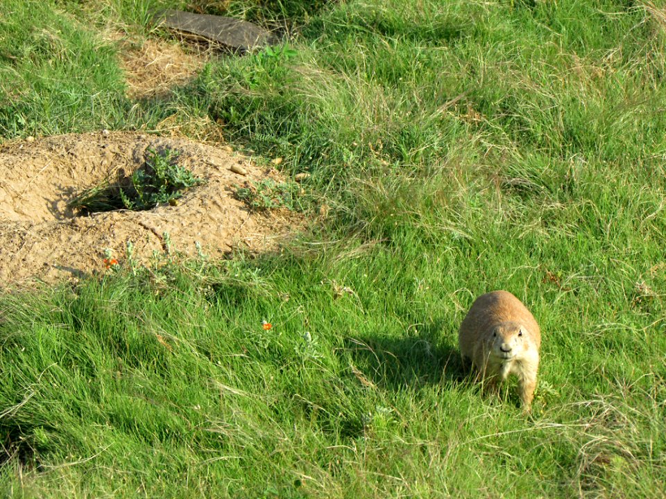 Prairie Dogs at Devils Tower NM in WY