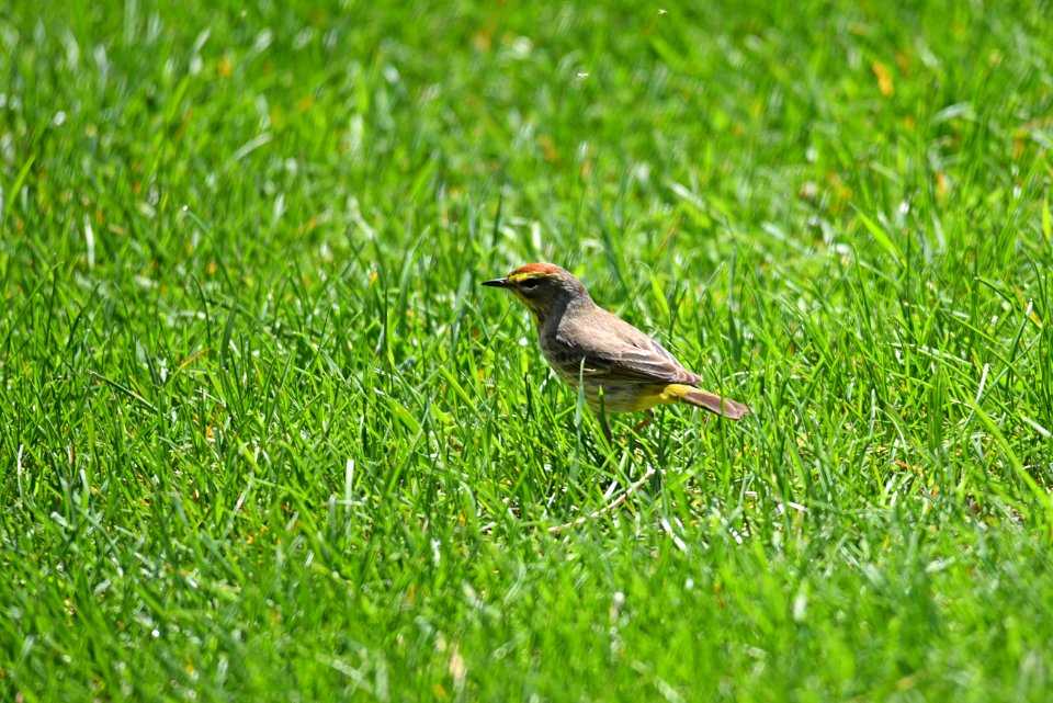 Palm warbler foraging in the grass