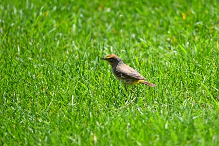 Palm warbler foraging in the grass