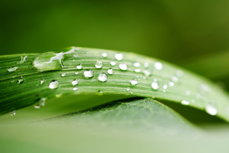Water Drops