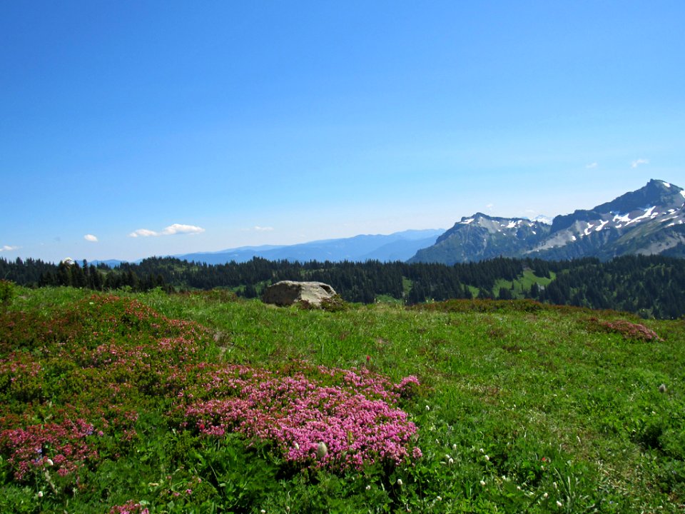 Paradise Skyline Trail at Mt. Rainier NP in WA