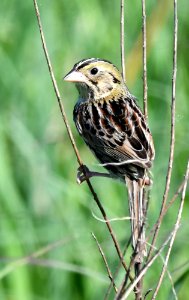 Henslow's sparrow photo