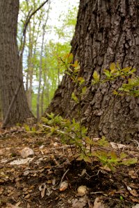 Chestnut oak and hillside blueberry