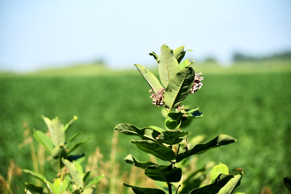 Common Milkweed