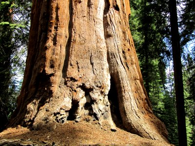 Sequoia National Park in California photo