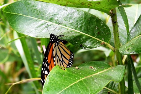 Monarch Butterfly Laying Eggs on Common Milkweed photo