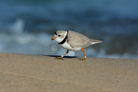 Piping Plover photo