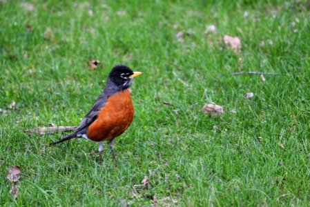 American robin photo