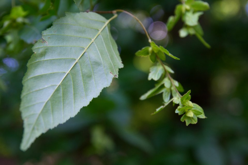 American hornbeam / Ironwood