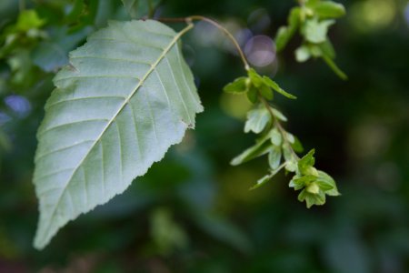 American hornbeam / Ironwood