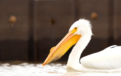 American white pelican on the water