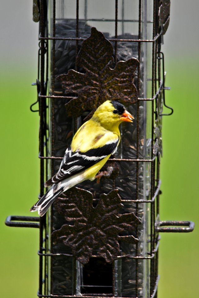 American goldfinch