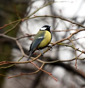 Great Tit Bird