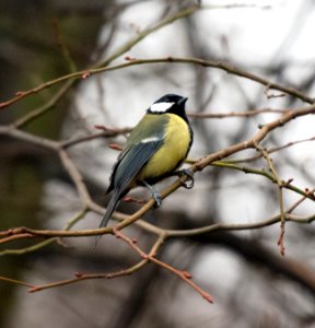 Great Tit Bird photo