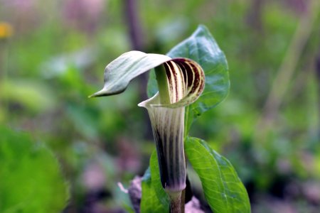 Jack-in-the-pulpit photo
