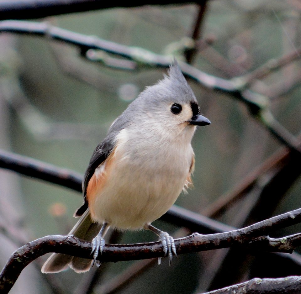 Tufted titmouse
