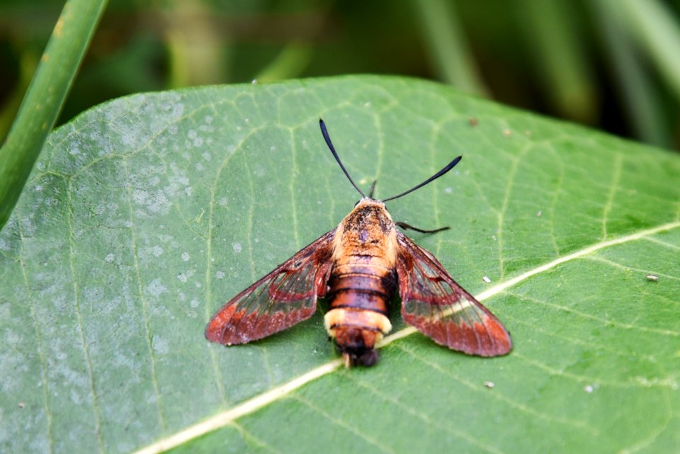 Hummingbird Clearwing Moth