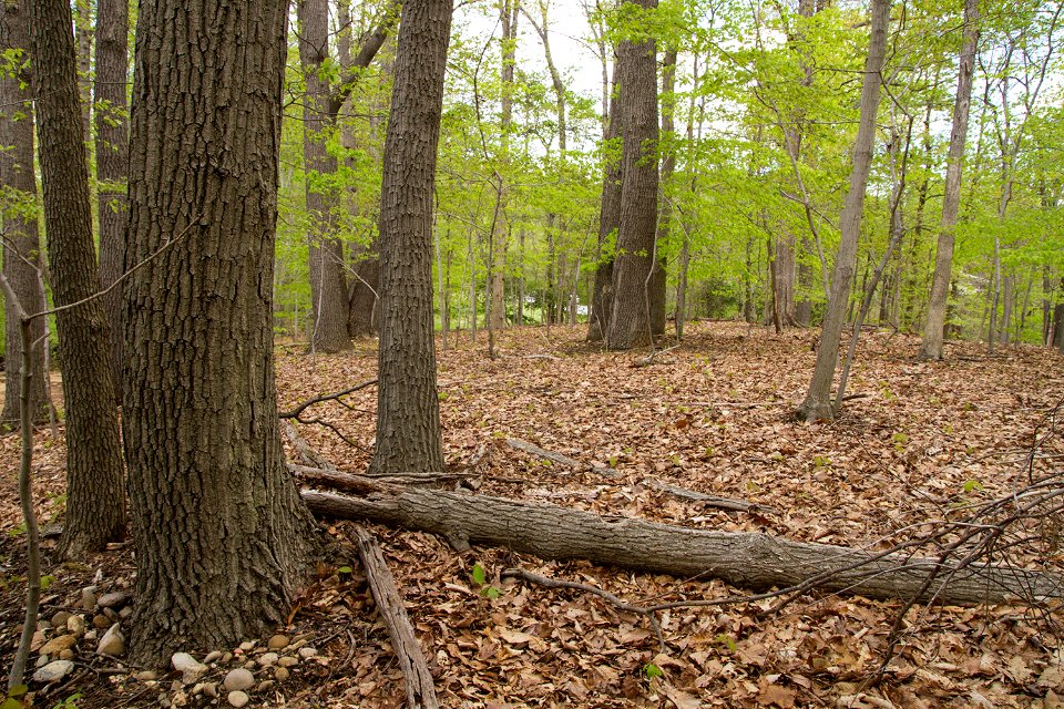 Mixed Oak / Heath Forest in Rock Creek Park