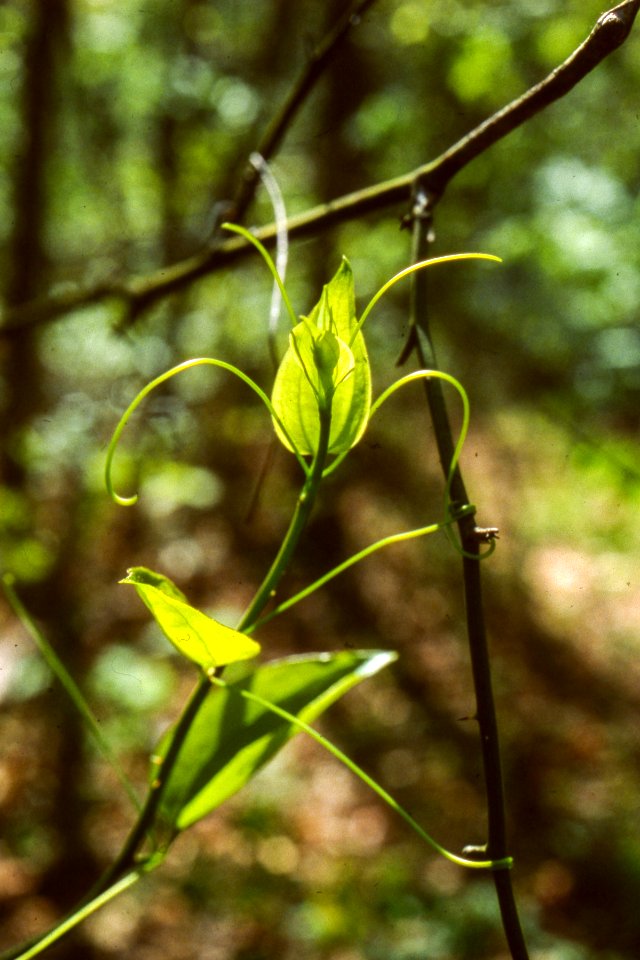 Roundleaf greenbrier