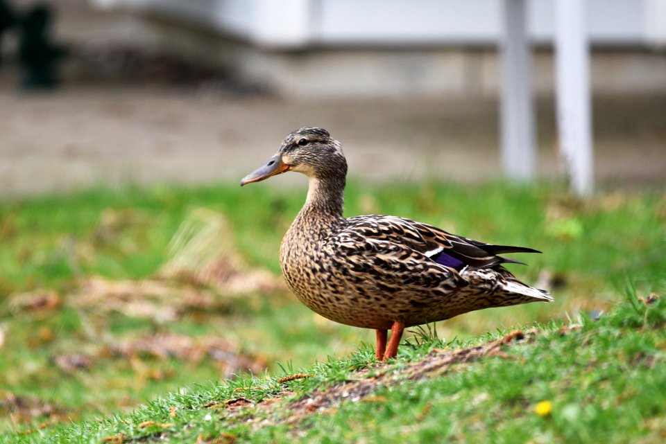 Mallard hen in a lawn