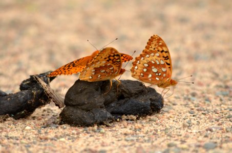 Northern pearly-eye and fritillary butterflies photo