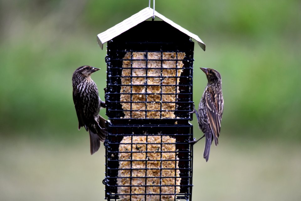 Red-winged blackbirds
