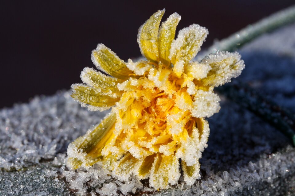 Frost eiskristalle winter