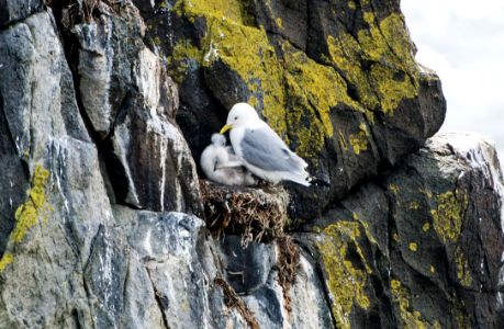 kittiwakes photo