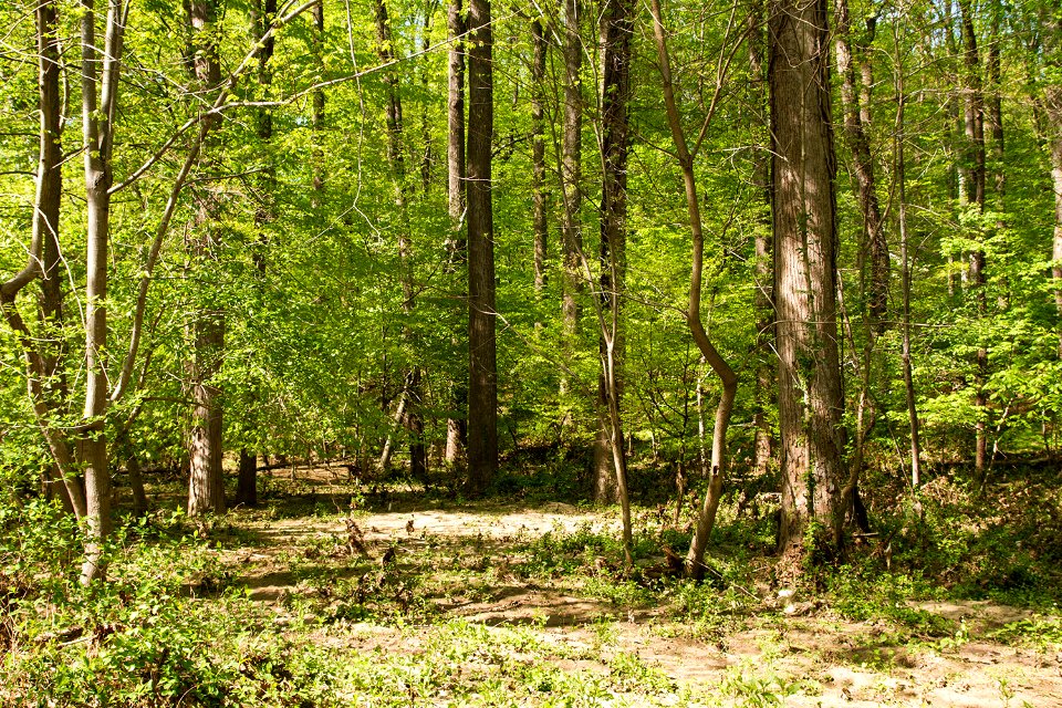 Fresh floodplain deposits