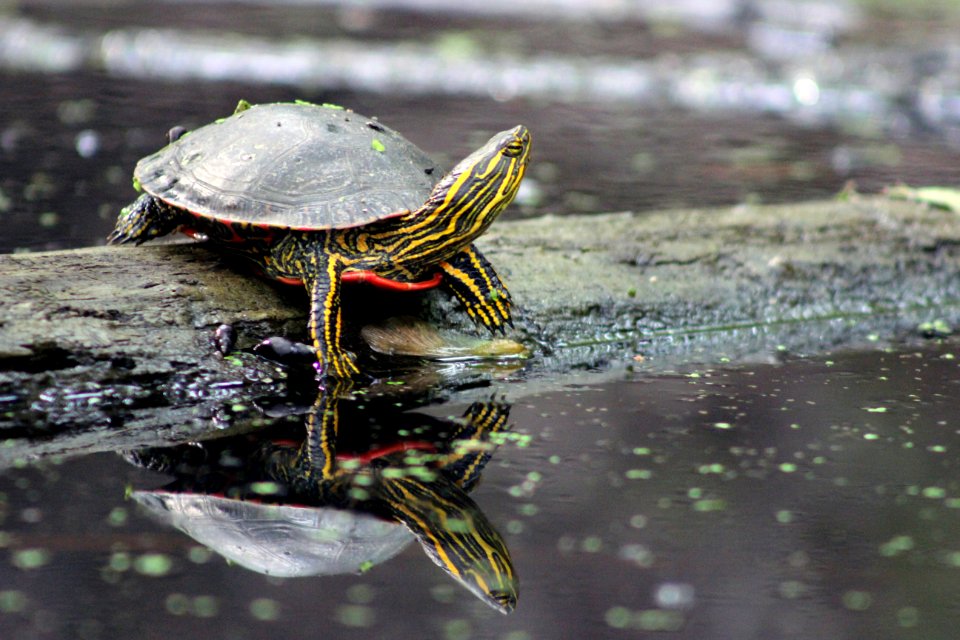 Western Painted Turtle photo