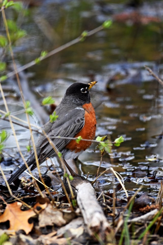 American robin