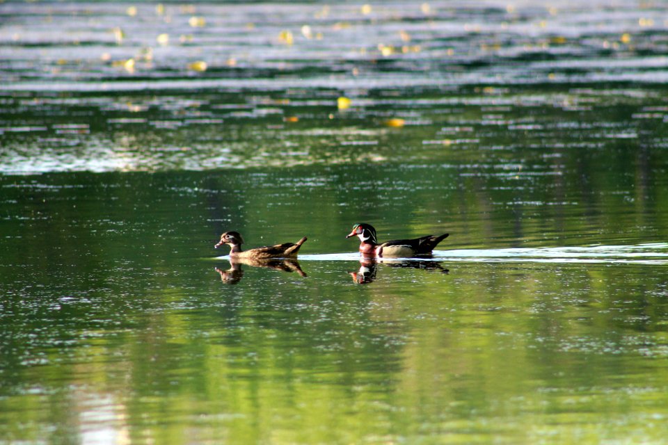 Pair of Wood Ducks