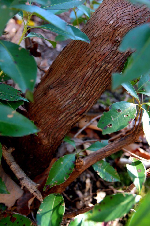 Mountain laurel